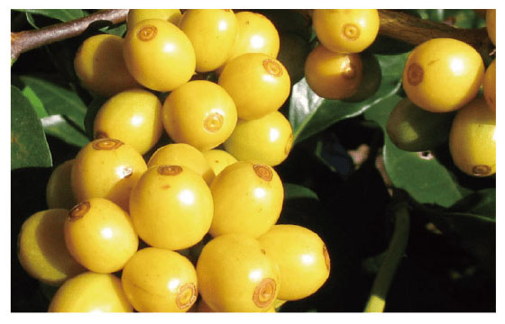 咖啡-網頁圖說-01