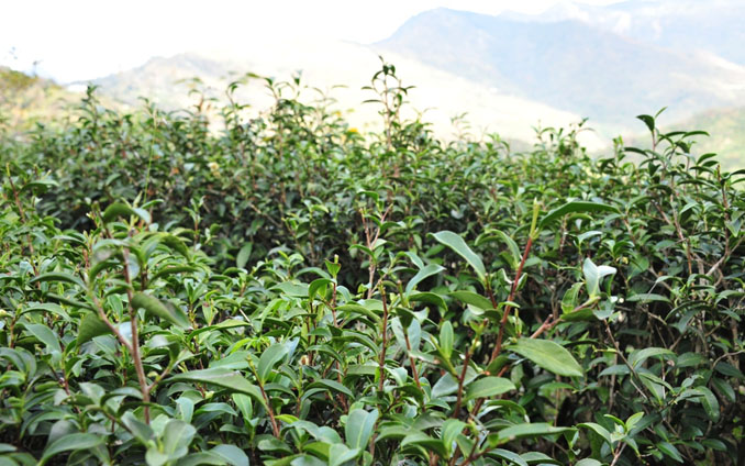 紅茶-網頁圖說-01