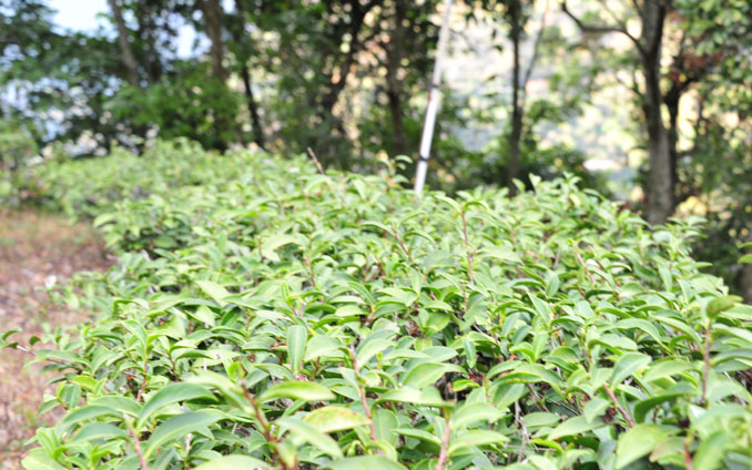 紅茶-網頁圖說-05