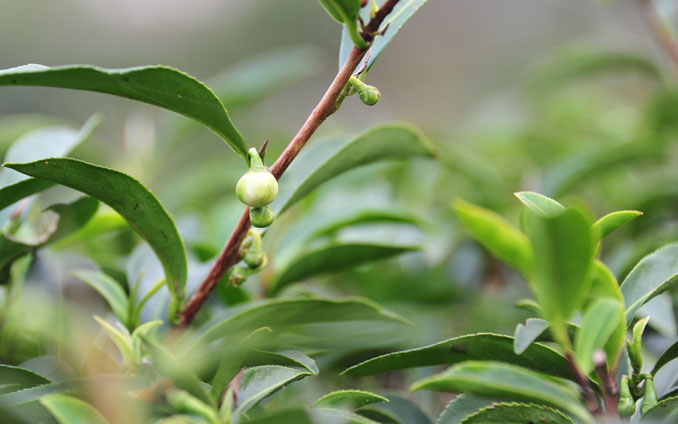 紅茶-網頁圖說-04