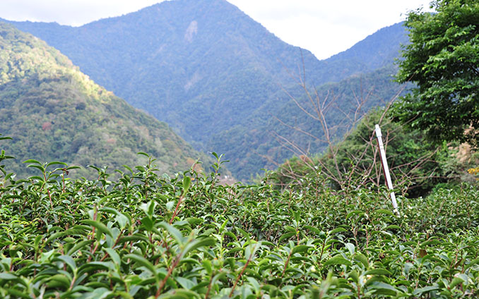 紅茶-網頁圖說-03