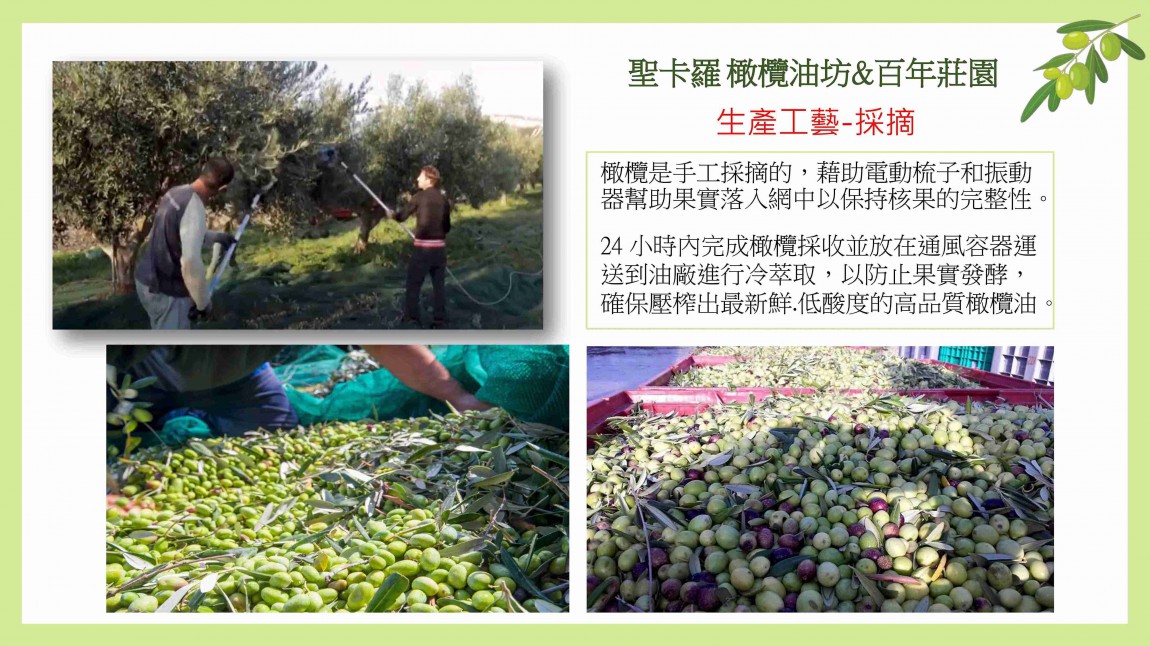 530738424265572467_LINberg_西西里島夏卡.聖卡蘿油坊( Oleificio San Calogero)_ EVOO _官網5