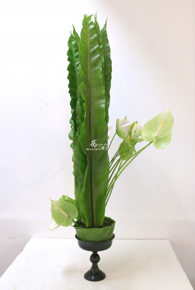 IMG_9524.JPG IMG_9524.JPG