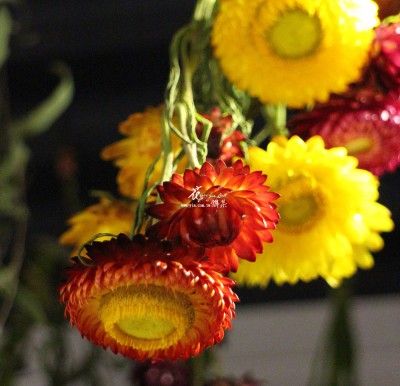 IMG_5439222.JPG