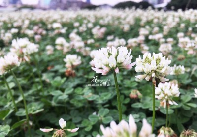 白花三葉草2 白花三葉草2