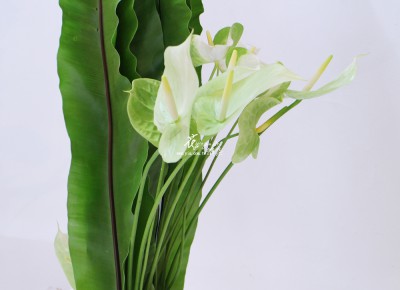 IMG_9521.JPG IMG_9521.JPG