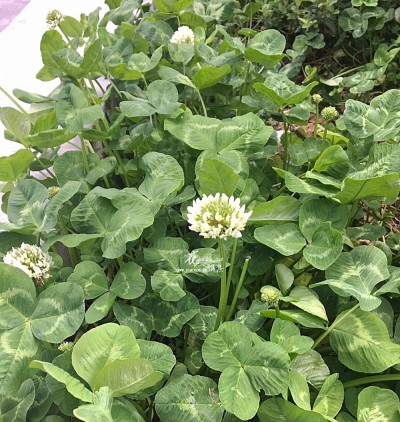 S__40075273 S__40075273