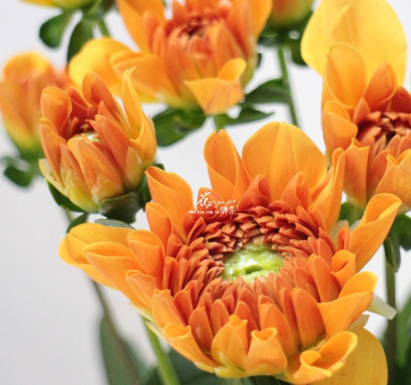 【大理花】 【大理花】