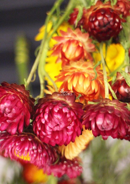 【麥桿菊】 【麥桿菊】