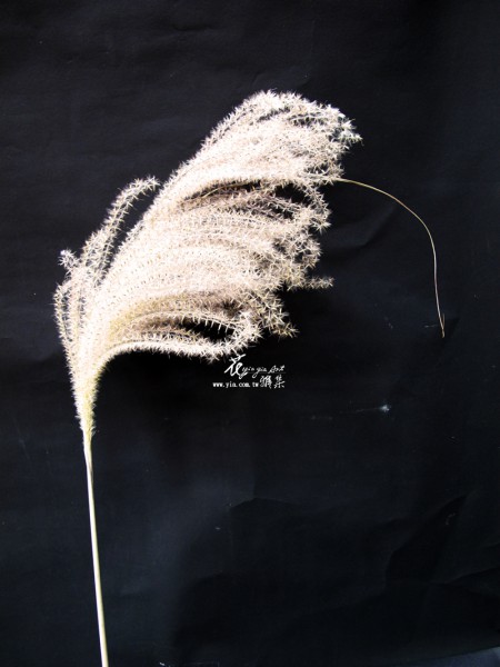 【秋收-芒草】 【秋收-芒草】