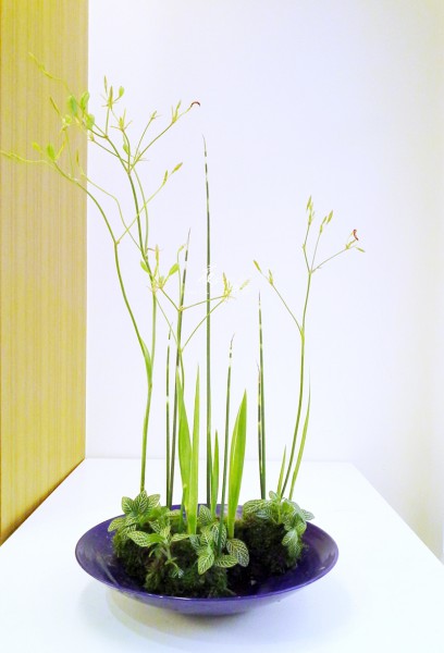 【自由花】 【自由花】