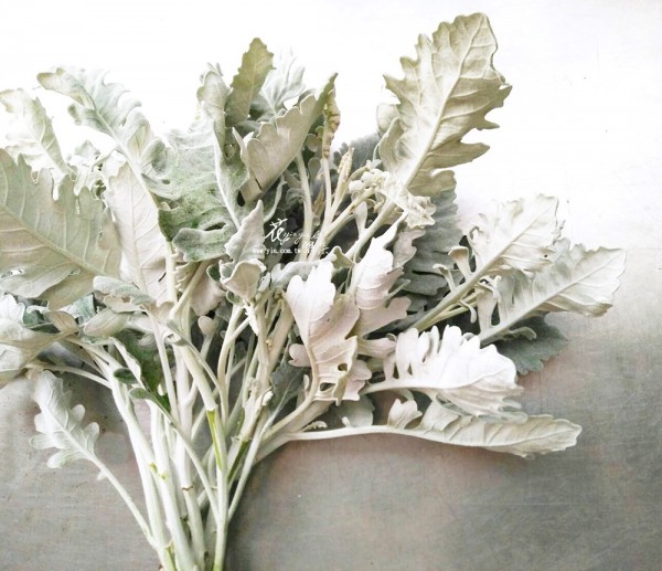 【銀葉菊】 【銀葉菊】