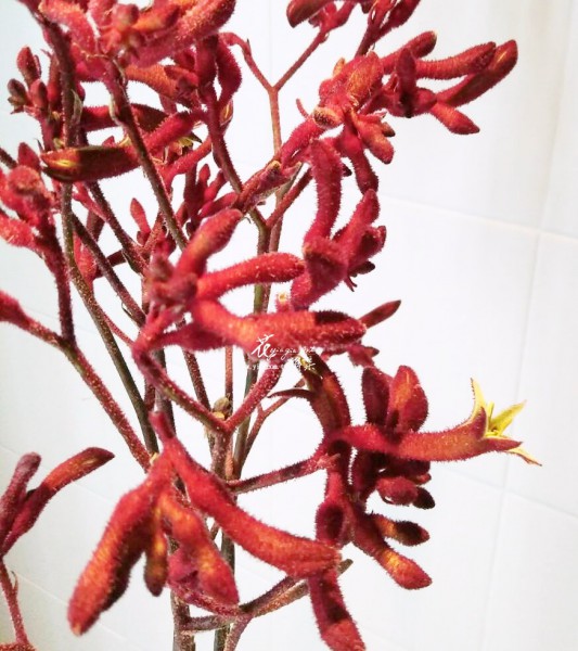 【袋鼠花】 【袋鼠花】