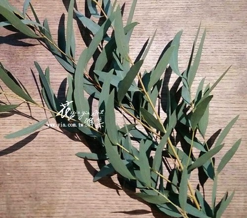 【百變尤加力】 【百變尤加力】