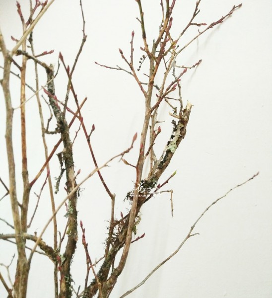 【苔木】 【苔木】