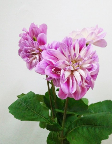 【大理花】 【大理花】