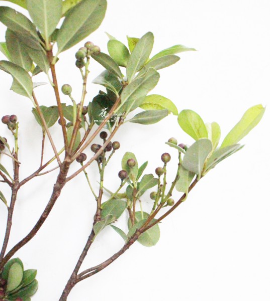 【石斑木果】 【石斑木果】