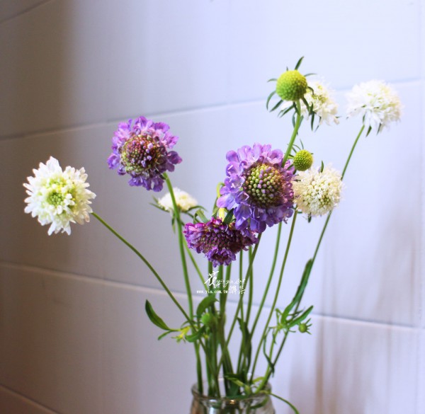 【松蟲草】 【松蟲草】