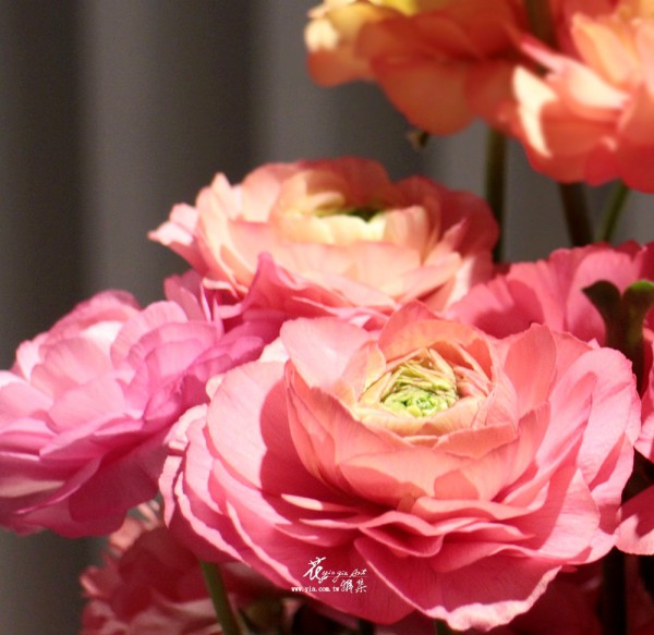 【陸蓮】 【陸蓮】