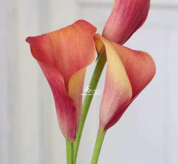 【海芋】 【海芋】