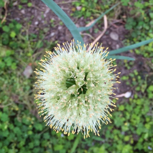 【樸實的驚豔-蔥花】 【樸實的驚豔-蔥花】