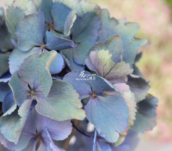 【古典繡球花】 【古典繡球花】