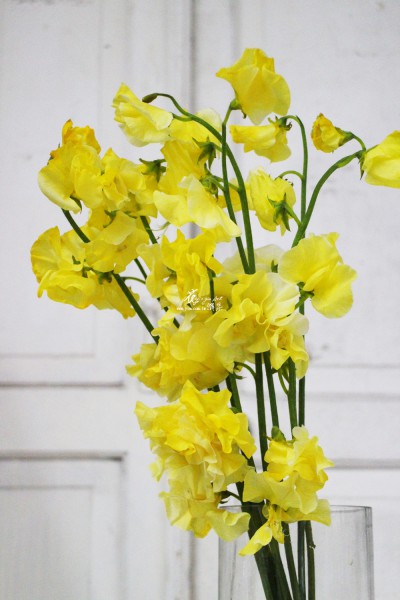 【香豌豆】 【香豌豆】