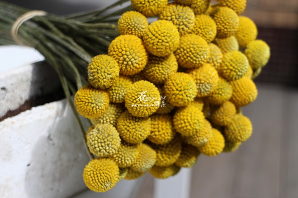 【金杖球】 【金杖球】