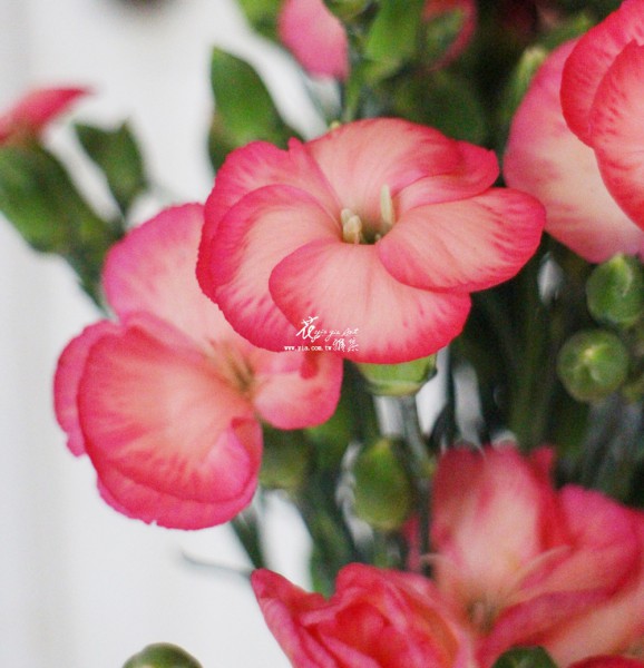 【蝴蝶康乃馨】 【蝴蝶康乃馨】