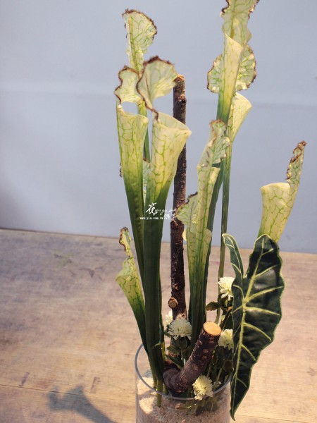 【小雨林】 【小雨林】