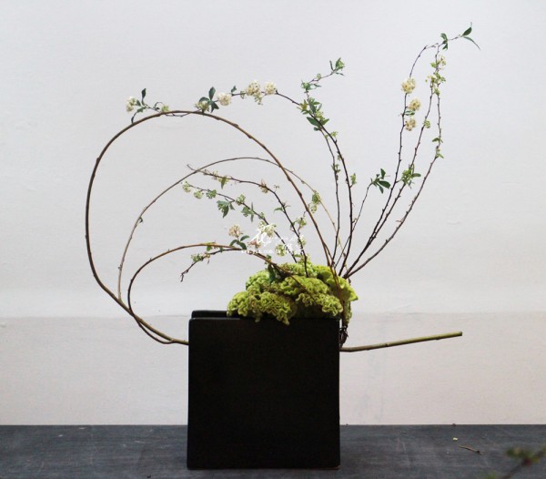 【回歸植物的最初】 【回歸植物的最初】