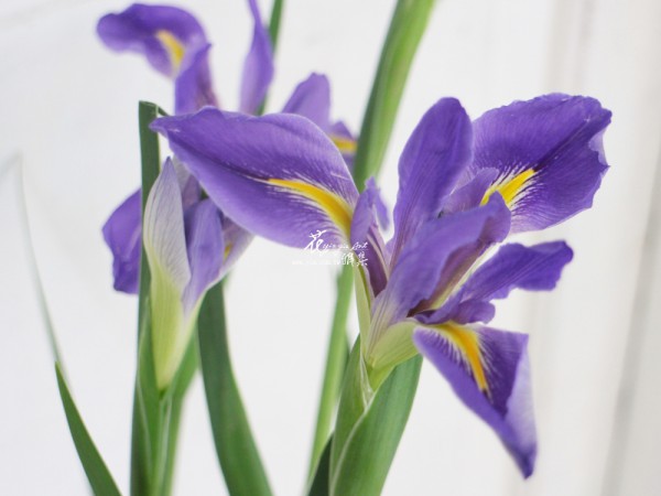 【鳶尾花】 【鳶尾花】