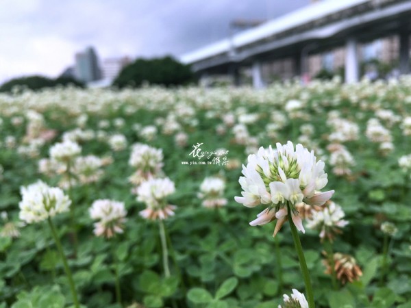 【白花三葉草-幸運草】 【白花三葉草-幸運草】