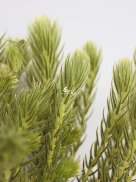 【羊毛松】 【羊毛松】