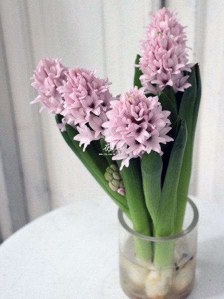 【風信子】 【風信子】