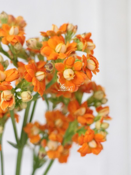 【長壽花】 【長壽花】