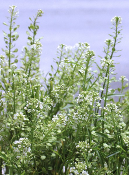 【珍珠草】 【珍珠草】