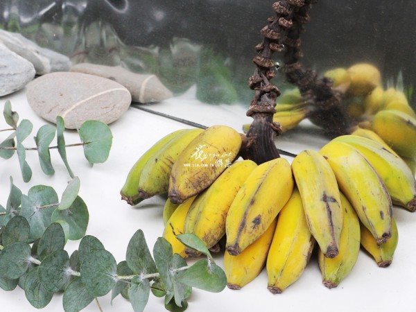 【初夏芭蕉】 【初夏芭蕉】