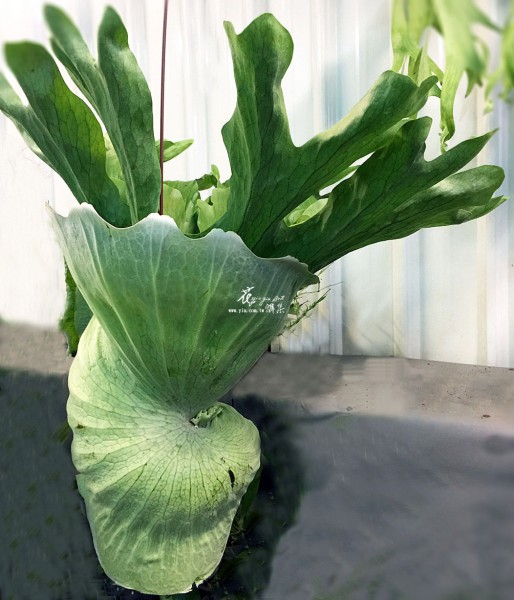 【女王蕨】 【女王蕨】