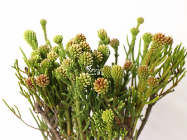 【草莓果】 【草莓果】