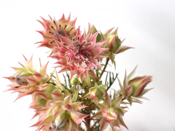 【新娘花】 【新娘花】