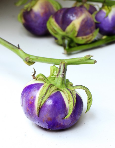 【紫光茄】 【紫光茄】