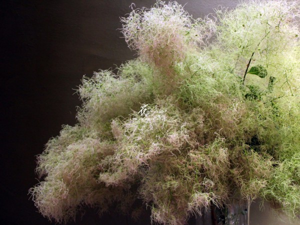 【煙霧樹】 【煙霧樹】