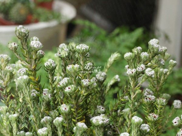 【小木棉】 【小木棉】