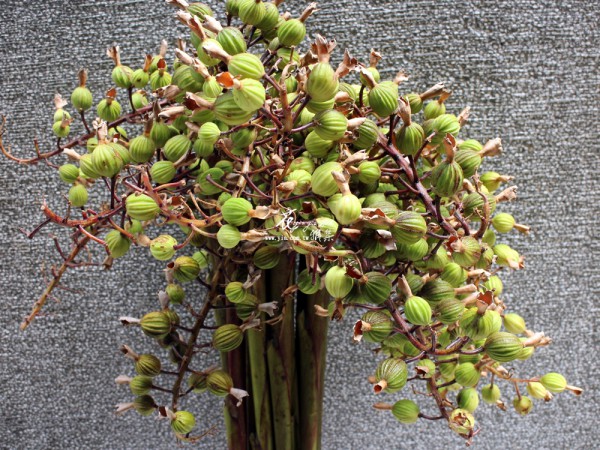 【艷山薑】 【艷山薑】