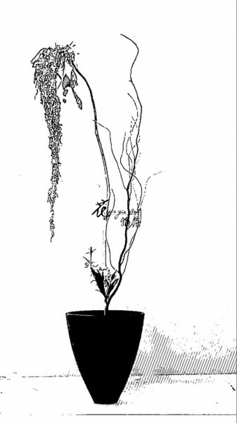 【花的樣貌】 【花的樣貌】